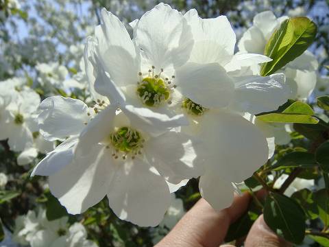 リキュウバイ  2