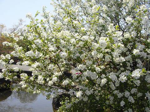 リキュウバイ  3