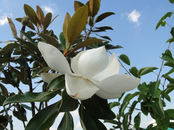 タイサンボク リトルジェム 