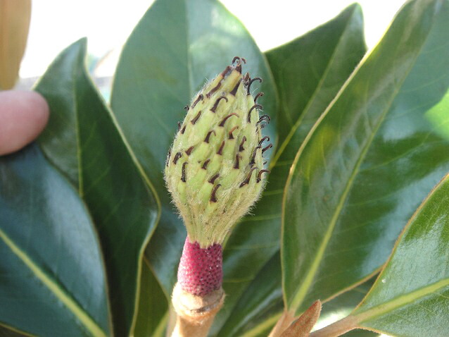 タイサンボク リトルジェム 2