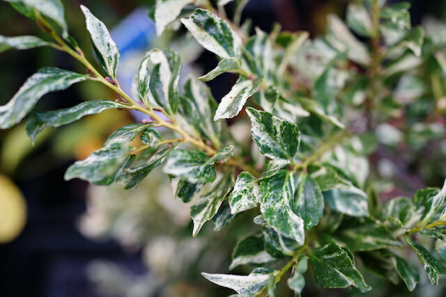 サカキ 本神榊（ホンサカキ、カミサカキ、マサカキ） 1