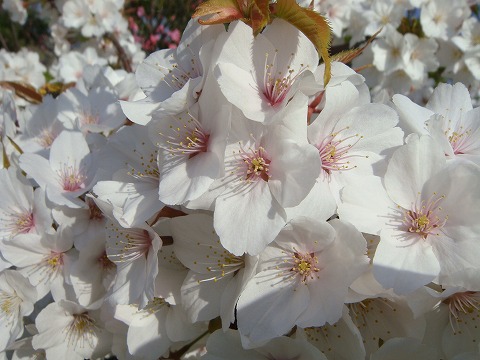 さくら 仙台枝垂れ （センダイシダレ） 1