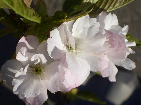 さくら 天の川 4