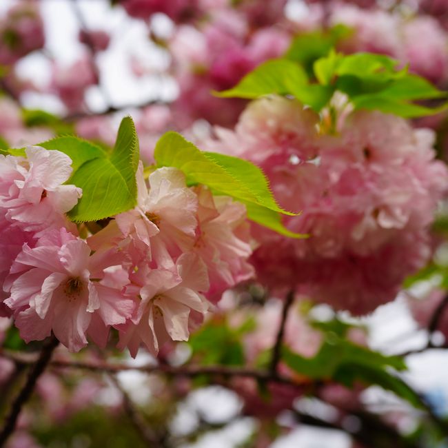 八重紅虎の尾 サトザクラ系 苗 販売 苗木部 By 花ひろばオンライン