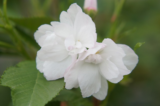 一葉桜  3