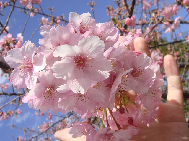 河津桜