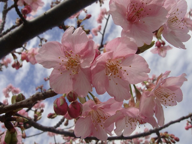 河津桜