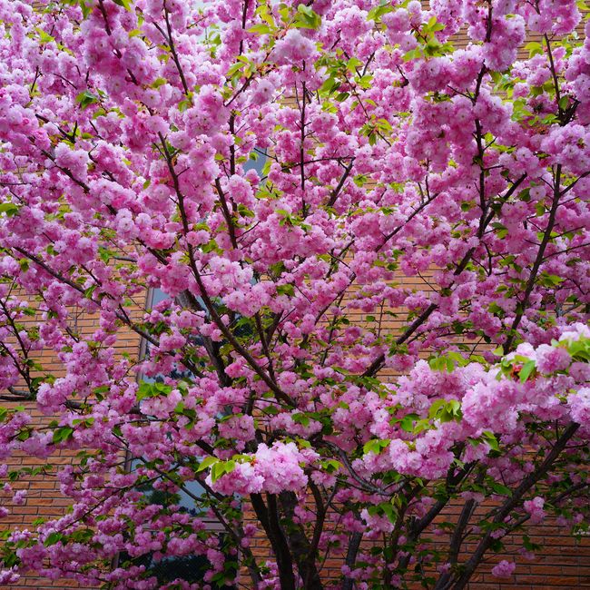 さくら サトザクラ系 紅華 苗 販売 苗木部 By 花ひろばオンライン