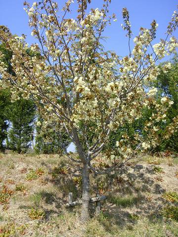  桜 【鬱金 （右近）】 うこん桜
