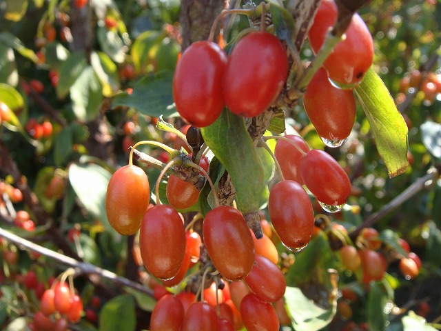 サンシュユの果実