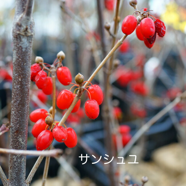 サンシュユ \“ショリコ”