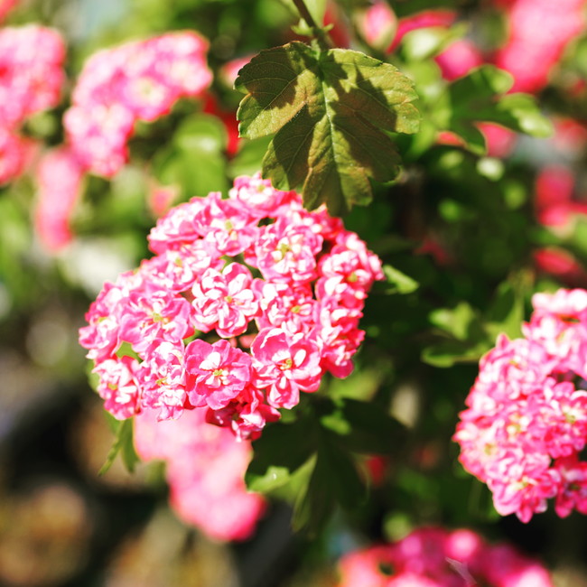八重紅花サンザシ