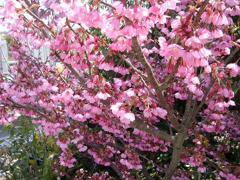 寒緋桜