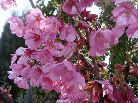 寒緋桜