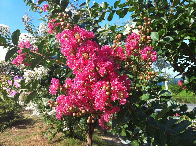 サルスベリ 赤花 1
