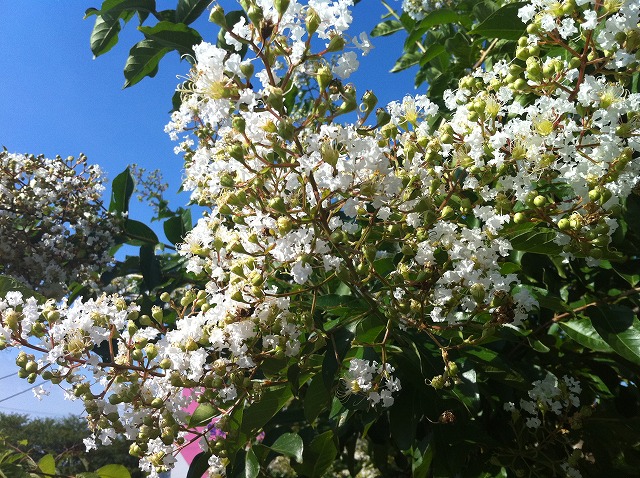 白花サルスベリ 2