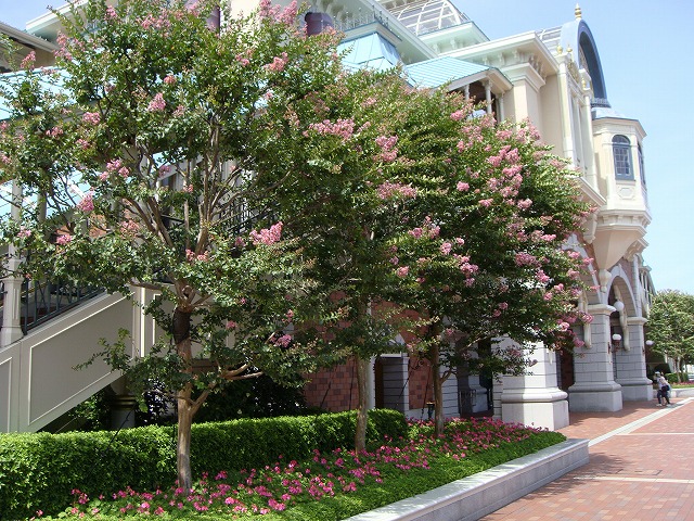 サルスベリ ピンク