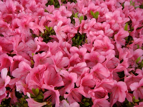 サツキ 大盃 苗 販売 苗木部 By 花ひろばオンライン