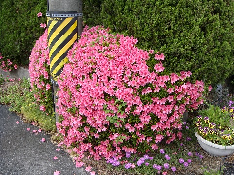 サツキ 中国玉サツキ 1