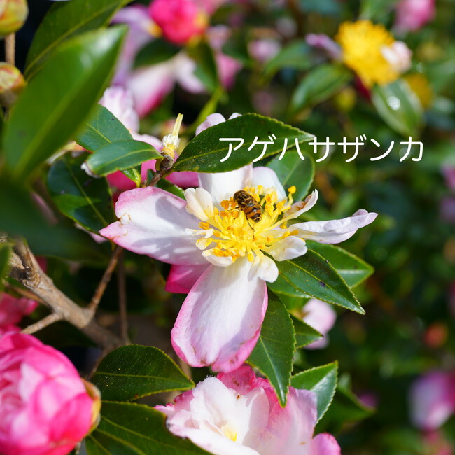 アゲハサザンカ