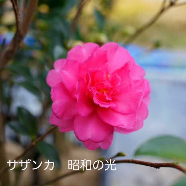 サザンカ 昭和の光 4