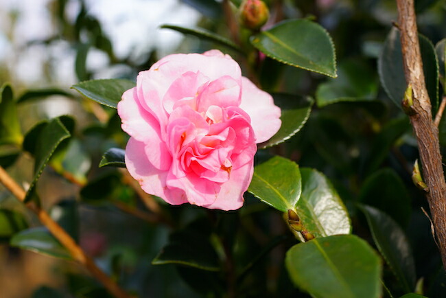 祖父江サザンカ