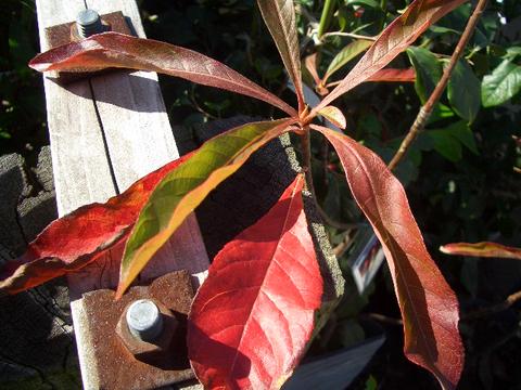 アメリカシャラ フランクリンアラタマハ 4