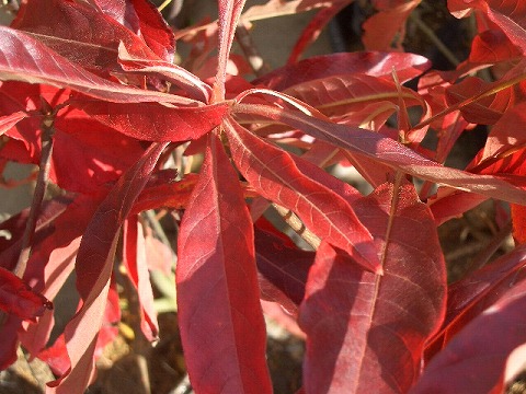 アメリカシャラ フランクリンアラタマハ 5