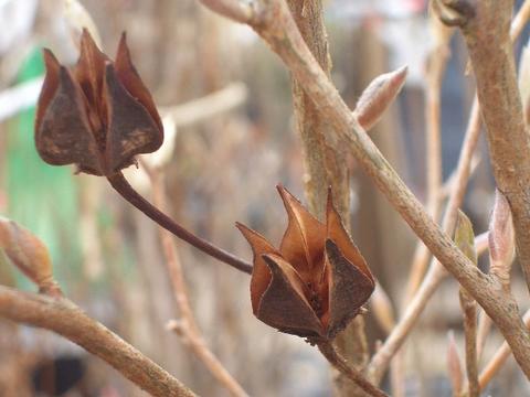 ナツツバキの果実