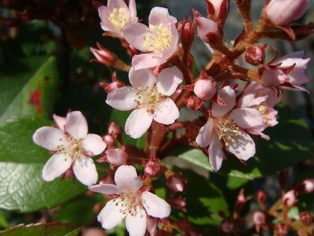 ヒメシャリンバイ2