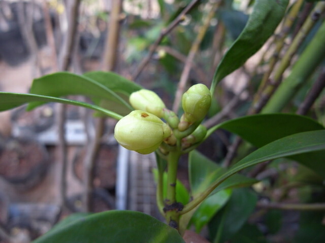 選抜小葉シキミの蕾