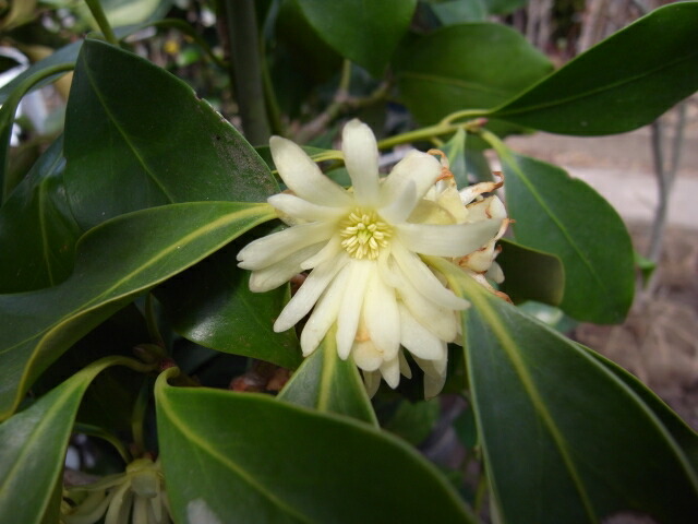 選抜小葉シキミの花