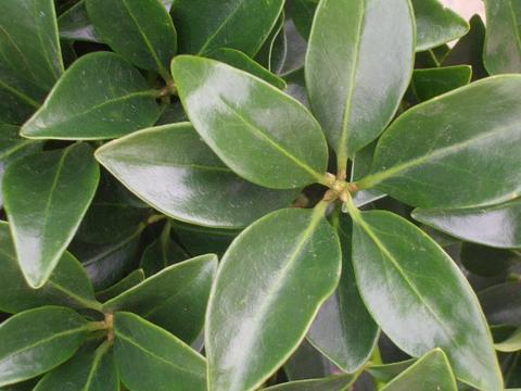 選抜小葉シキミ