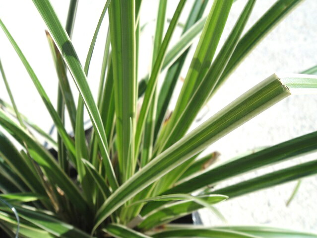 カレックス シマカンスゲ 