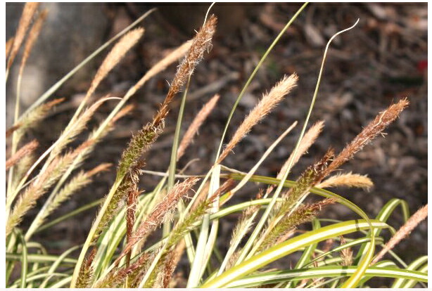 カレックス シマカンスゲ 1