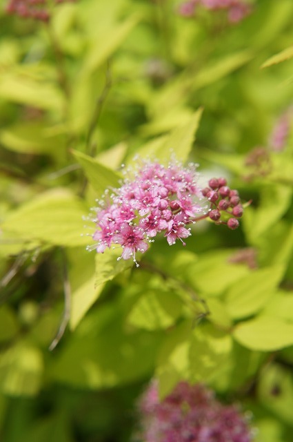 ライム ライム 2