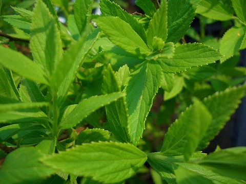 テマリシモツケ シロバナシモツケ 1