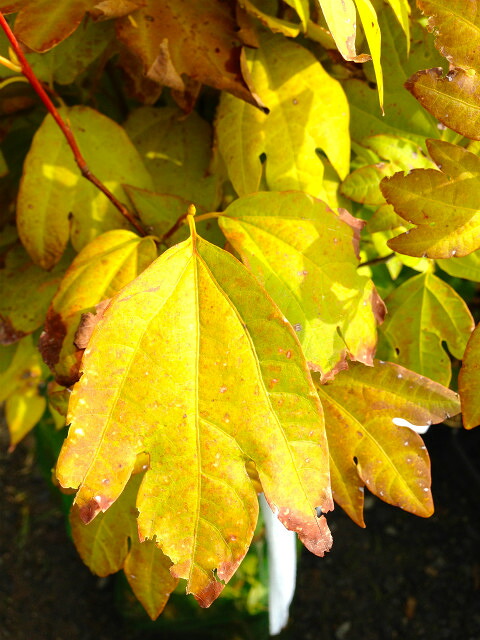 シロモジ シロモジ  5