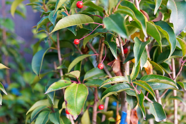 実のなるソヨゴ 