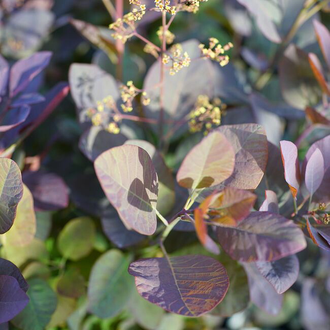 スモークツリー　グレース  