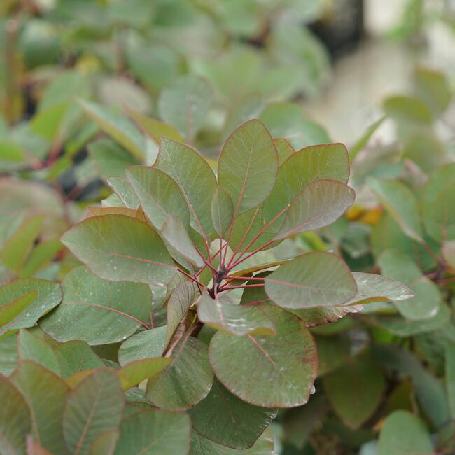 スモークツリー 【グレース】