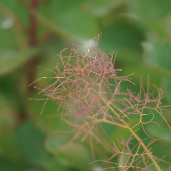 スモークツリー リトルルビー 2