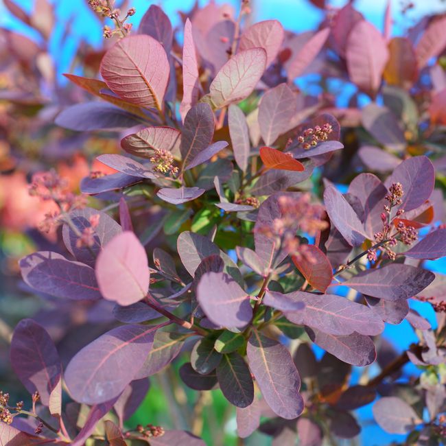 スモークツリー ルブリフォリウス 