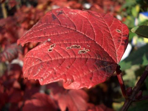 ビバーナムスノーボールの紅葉