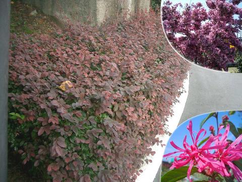 トキワマンサクの生垣