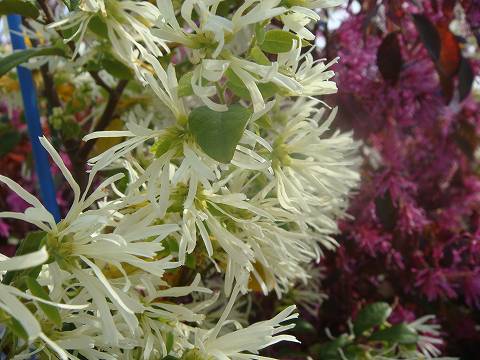 白花トキワマンサク 