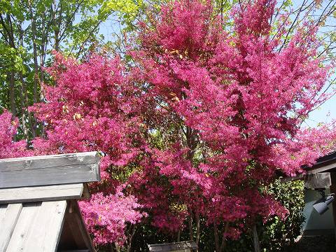 赤葉紅花トキワマンサク