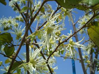 白花トキワマンサク