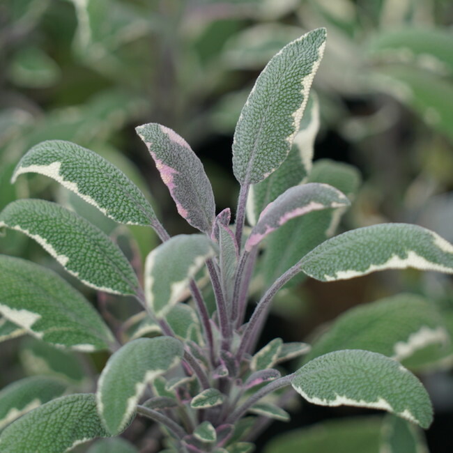 サルビア トリカラーセージ 