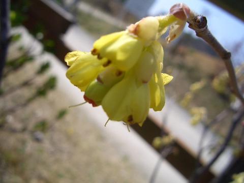 ポポー ポポー 1